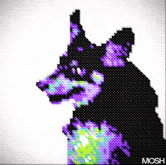 chaotic corgi